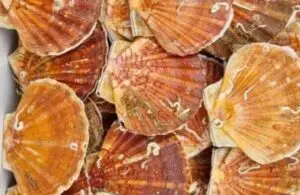 Lire la suite à propos de l’article Avocats et coquilles St Jacques