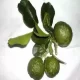combawa